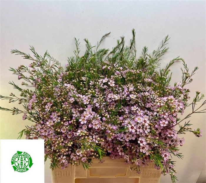 <h4>CHAME UN EARLY NIR</h4>