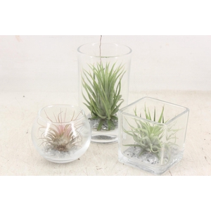 arr3 CP - Mini glas mix x12