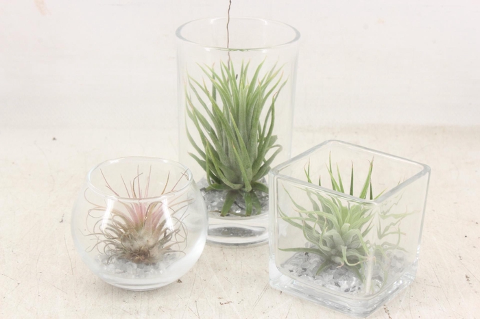 <h4>arr3 CP - Mini glas mix x12</h4>