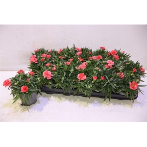 arr8 Dian Osc Orange Peach