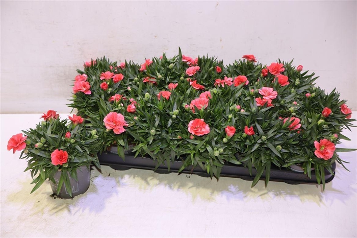 <h4>Dian Osc Orange Peach</h4>