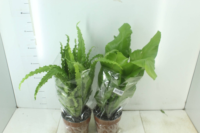 <h4>ASPLENIUM VARIADO P17</h4>