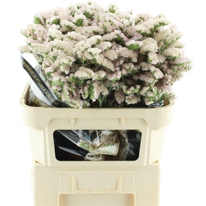 Lim S Apri Sun Birds