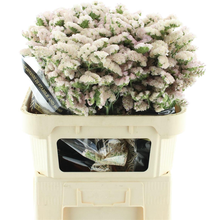 <h4>Lim S Apri Sun Birds</h4>