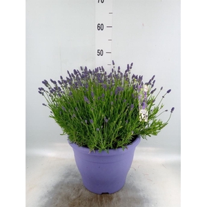 Lavandula angus. 'Essence Pure'