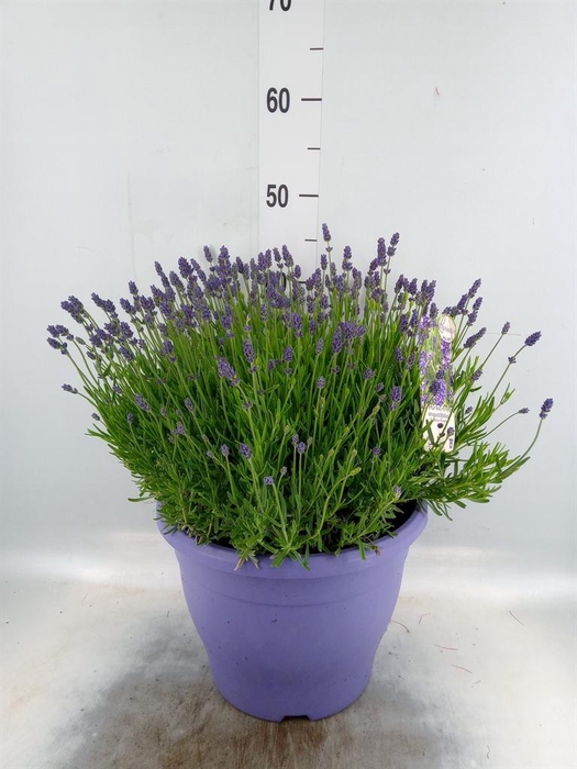<h4>Lavandula angus. 'Essence Pure'</h4>