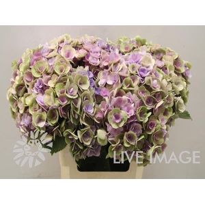 Hydrangea beautensia papillon classic