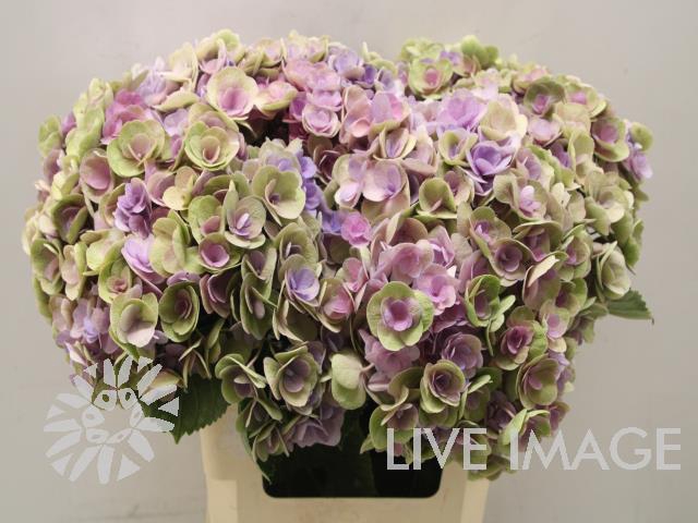 <h4>Hydrangea beautensia papillon classic</h4>