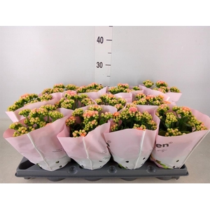 Kalanchoe blos.   ..rosebud