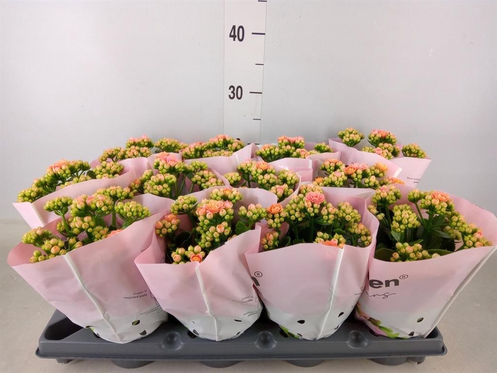 <h4>Kalanchoe blos.   ..rosebud</h4>