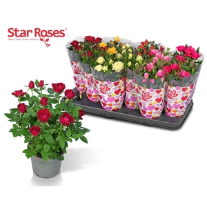 RO STAR ROSES GEM