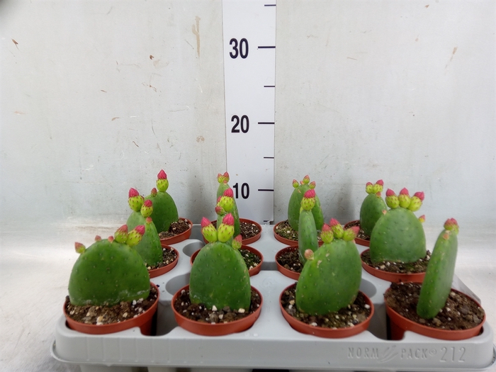 <h4>Opuntia</h4>