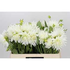 Dahlia Tutu