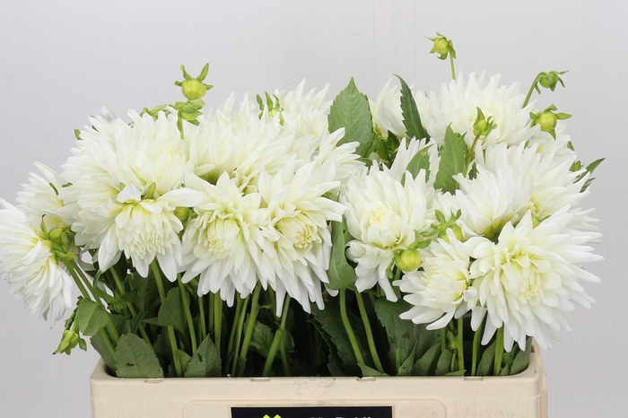 <h4>Dahlia Tutu</h4>