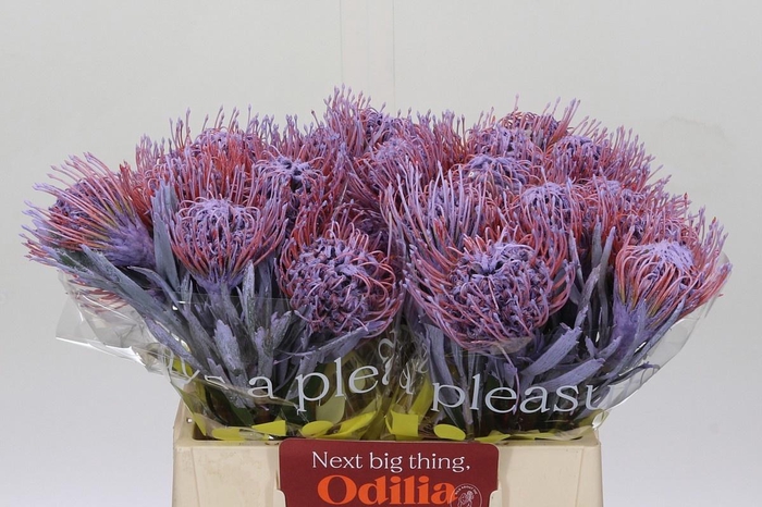 <h4>LEUCO NAOMI KLB H%</h4>