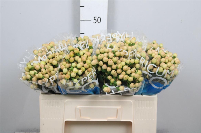 <h4>Hyp Coco Gelato</h4>