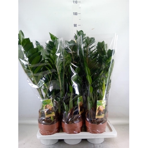 Zamioculcas zamiifolia