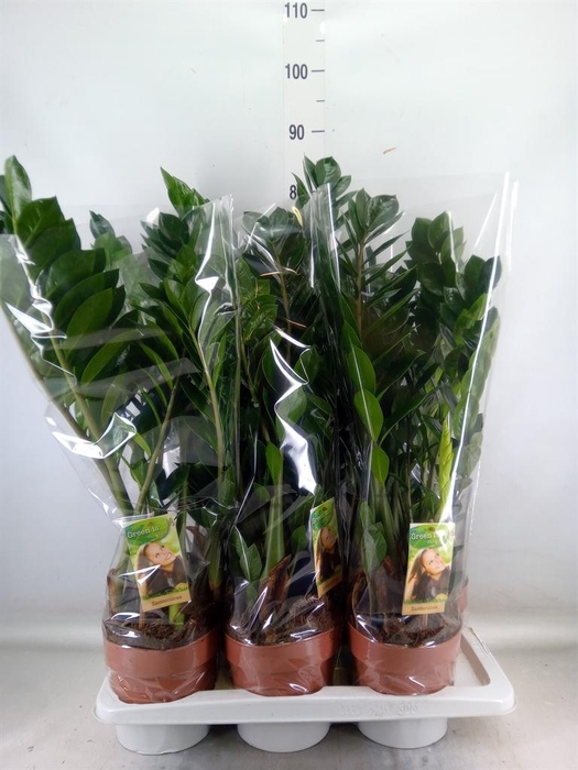 <h4>Zamioculcas zamiifolia</h4>