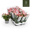 Rosa Fame Kordana rose Fame, Cerise/roze - 4795