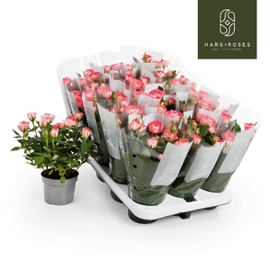 Rosa Fame Kordana rose Fame, Cerise/roze - 4795