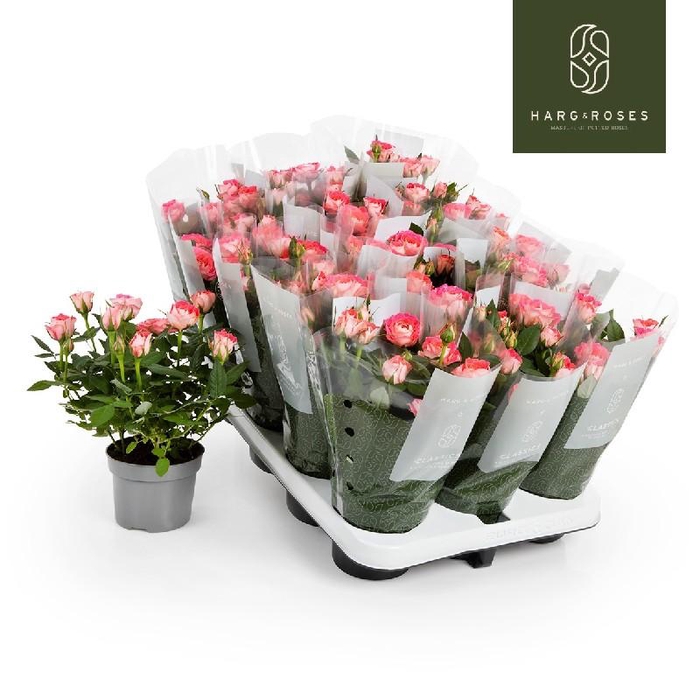 <h4>Rosa Fame Kordana rose Fame, Cerise/roze - 4795</h4>