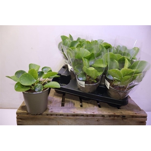 arr8 Pilea Peperomioides