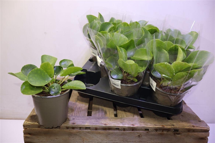 <h4>arr8 Pilea Peperomioides</h4>