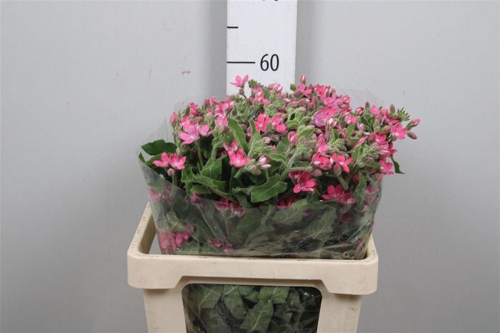 <h4>Oxy Co Pink Harmony</h4>