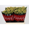 Hypericum Mellow Romance