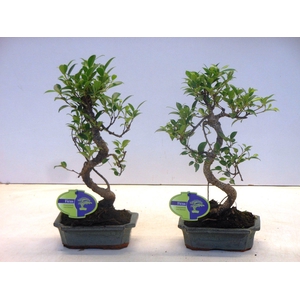 Ficus retusa, 15cm., shape, without drip tray