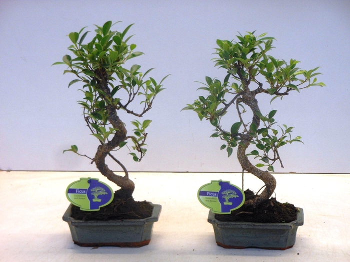 <h4>Ficus retusa, 15cm., shape, without drip tray</h4>