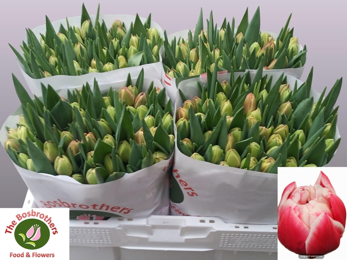 <h4>TU DU COLUMBUS</h4>