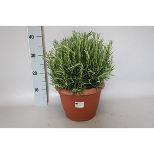 Kruiden 25cm I Salvia Rosmarinus