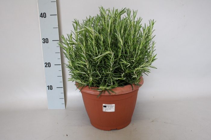 <h4>Kruiden 25cm I Salvia Rosmarinus</h4>