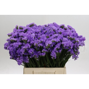 Limonium sinuatum Ana Blue