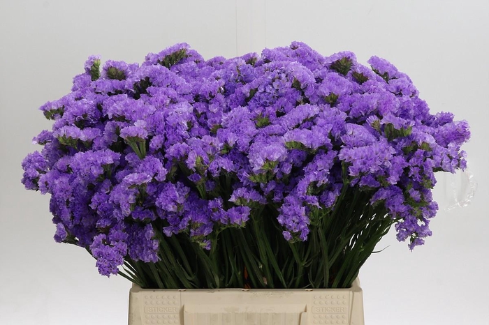 <h4>Limonium sinuatum Ana Blue</h4>