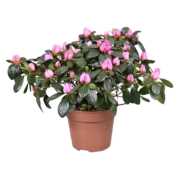 <h4>Azalea 'Maggy' roze 13cm</h4>