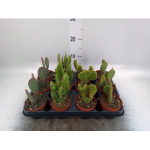 Opuntia