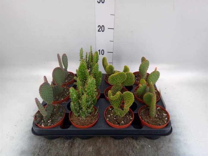 <h4>Opuntia</h4>