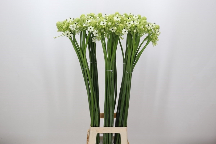 <h4>Ornithogalum Saundersiae</h4>
