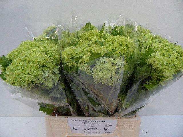 <h4>VIBURNUM ROSEUM ST</h4>