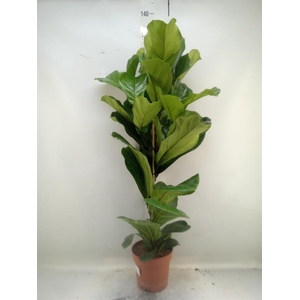 Ficus lyrata