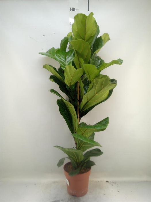 <h4>Ficus lyrata</h4>