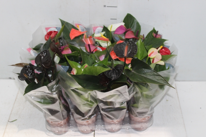 <h4>ANTHURIUM VARIADO P09</h4>