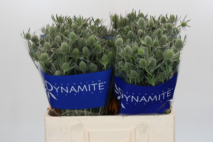 <h4>Eryngium Silver Dynamite</h4>