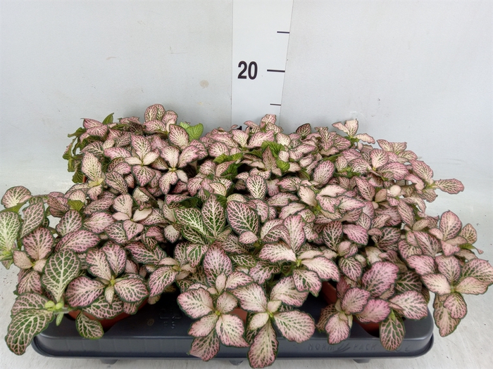 <h4>Fittonia  'Mosaic Pink Tiger'</h4>