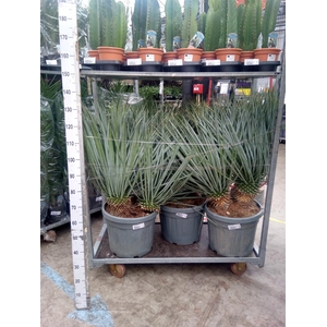 Yucca rostrata