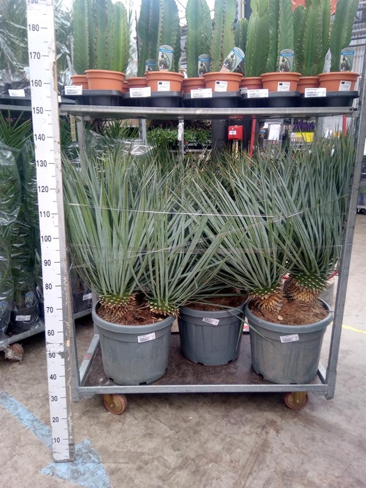 <h4>Yucca rostrata</h4>