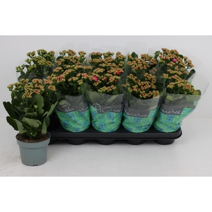 KAL GE PERFECTA PURP