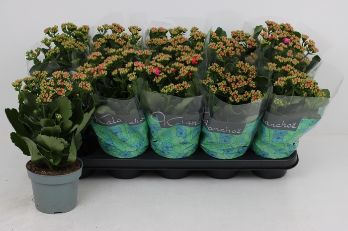 <h4>KAL GE PERFECTA PURP</h4>